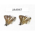 Dodona eugenes. China, Yunnan, Dali, Fengyi town. 2M. JA4947.