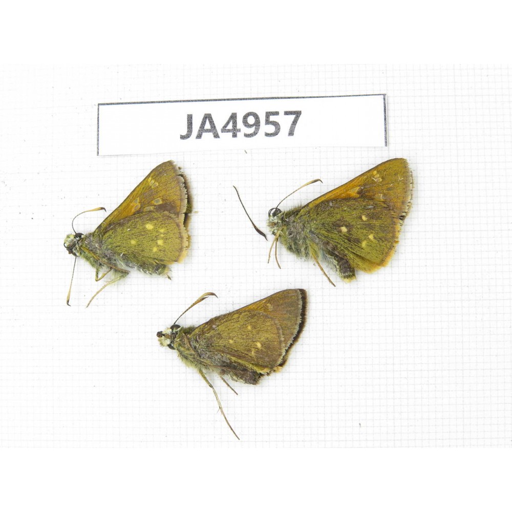 Thoressa latris. China, Yunnan, Dali, Fengyi town. 3M. JA4957.