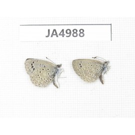 Zizina emelina. China, Yunnan, Dali, Fengyi town. 2M. JA4988.