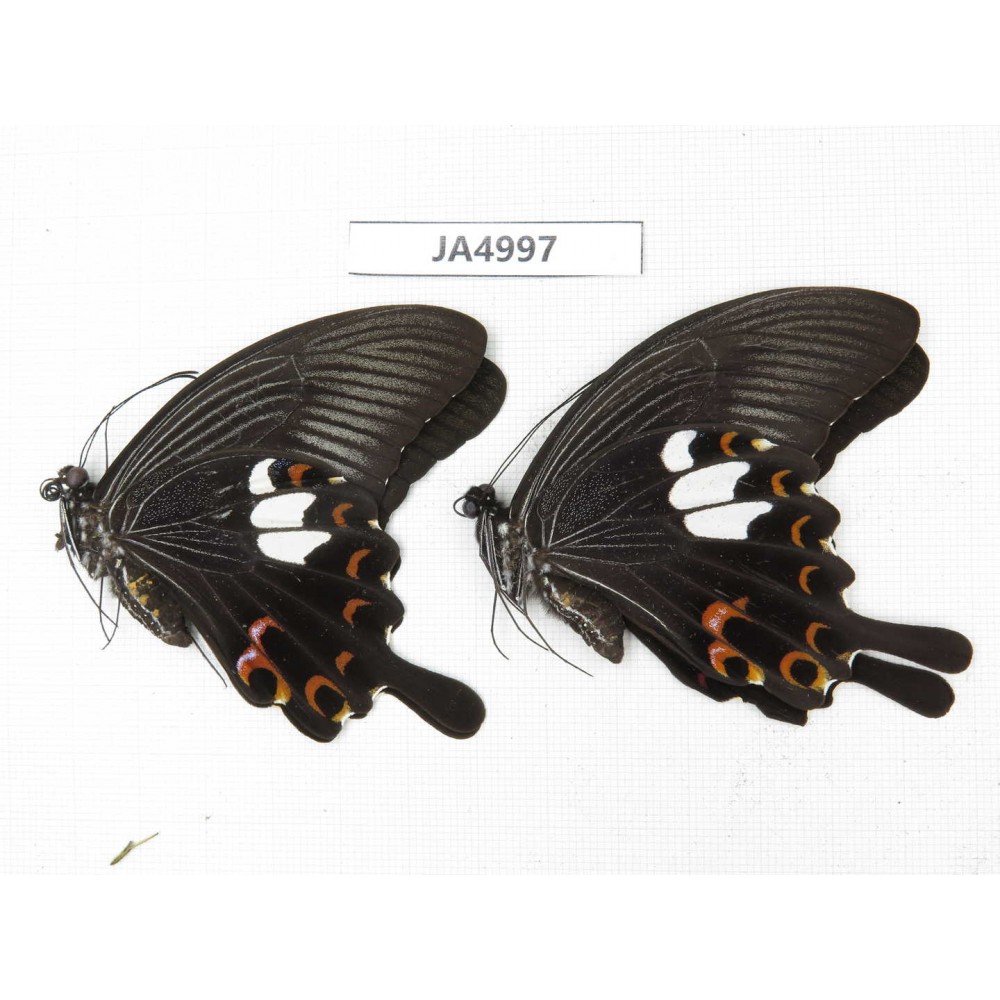 Papilio helenus ssp. China, Guangxi, Guilin. 2M. JA4997.