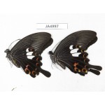 Papilio helenus ssp. China, Guangxi, Guilin. 2M. JA4997.