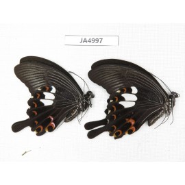 Papilio helenus ssp. China, Guangxi, Guilin. 2M. JA4997.