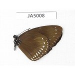 Euploea core. China, Guangxi, Guilin. 1M. JA5008.