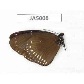 Euploea core. China, Guangxi, Guilin. 1M. JA5008.