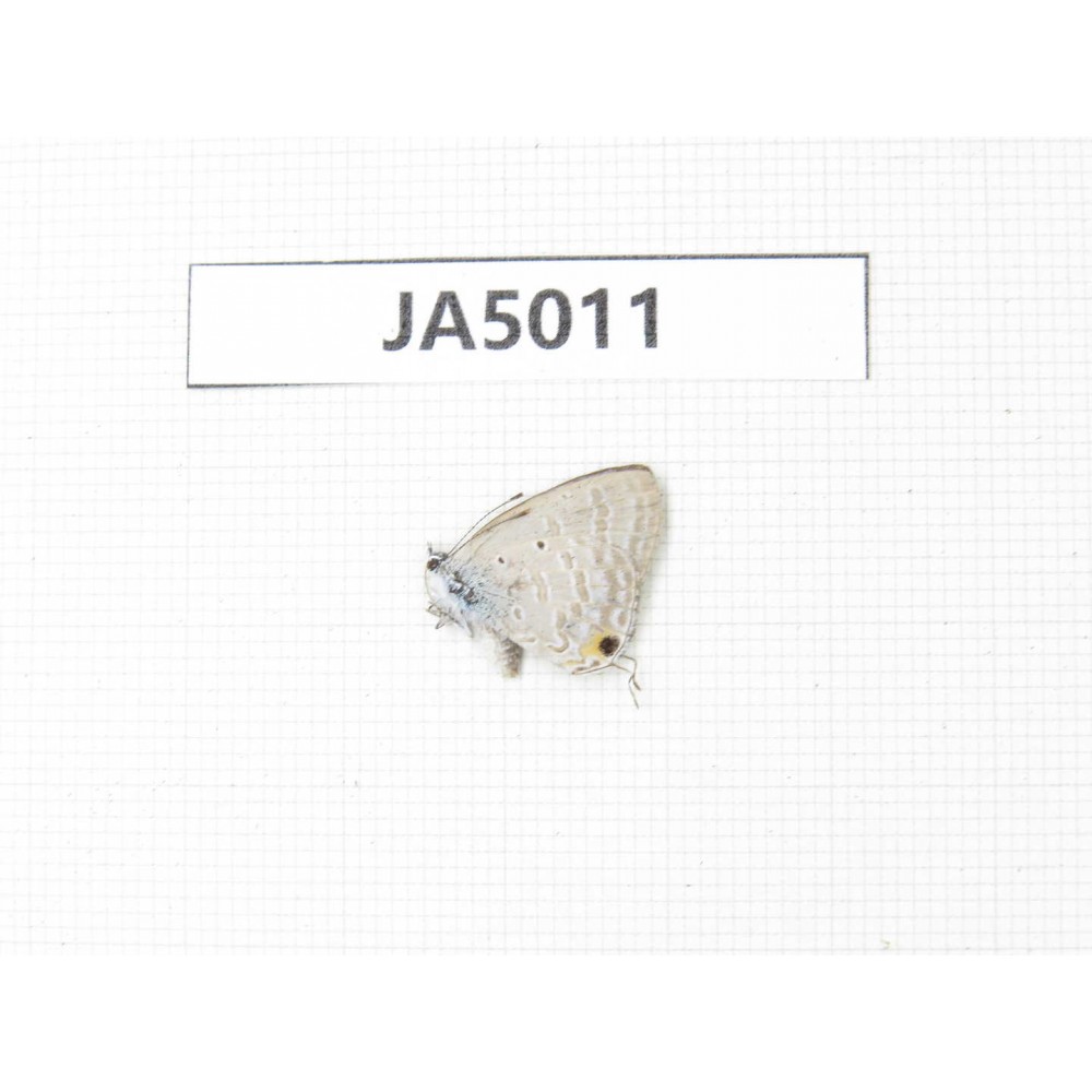 Jamides alecto. China, Guangxi, Guilin. 1M. JA5011.