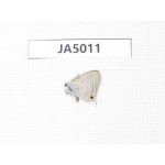 Jamides alecto. China, Guangxi, Guilin. 1M. JA5011.