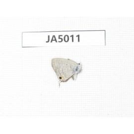 Jamides alecto. China, Guangxi, Guilin. 1M. JA5011.