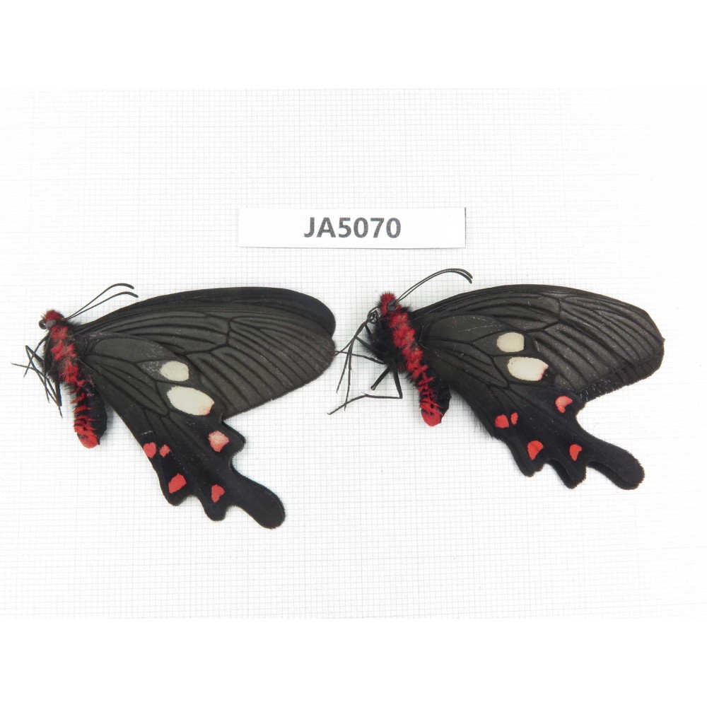 Byasa nevilli ssp. China, Yunnan, Lijiang, N of Mt.Yunling. 2M. JA5070.