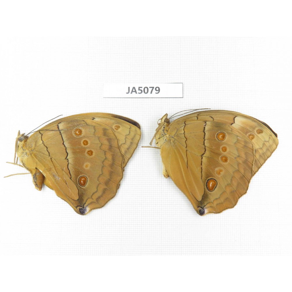 Stichophthalma sparta. China, Yunnan, Nujiang, Mt.Biluoxueshan. 2M. JA5079.