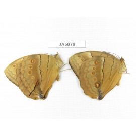 Stichophthalma sparta. China, Yunnan, Nujiang, Mt.Biluoxueshan. 2M. JA5079.