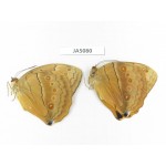 Stichophthalma sparta. China, Yunnan, Nujiang, Mt.Biluoxueshan. 2M. JA5080.