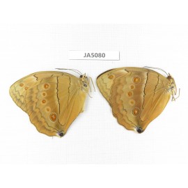 Stichophthalma sparta. China, Yunnan, Nujiang, Mt.Biluoxueshan. 2M. JA5080.