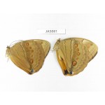 Stichophthalma sparta. China, Yunnan, Nujiang, Mt.Biluoxueshan. 2M. JA5081.