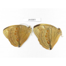 Stichophthalma sparta. China, Yunnan, Nujiang, Mt.Biluoxueshan. 2M. JA5081.