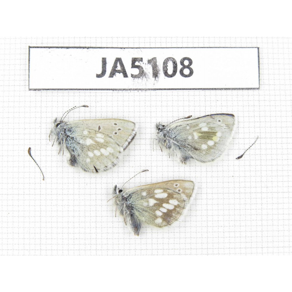 Albulina orbitula. China, Gansu, S of Jiayuguan, Mt.Qilianshan. 3M. JA5108.