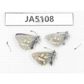 Albulina orbitula. China, Gansu, S of Jiayuguan, Mt.Qilianshan. 3M. JA5108.