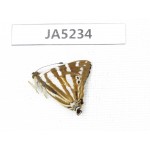 Dodona eugenes. China, Sichuan, Ganzi, South slope of Mt.Gonggashan. 1M. JA5234.