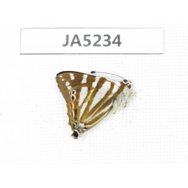 Dodona eugenes. China, Sichuan, Ganzi, South slope of Mt.Gonggashan. 1M. JA5234.
