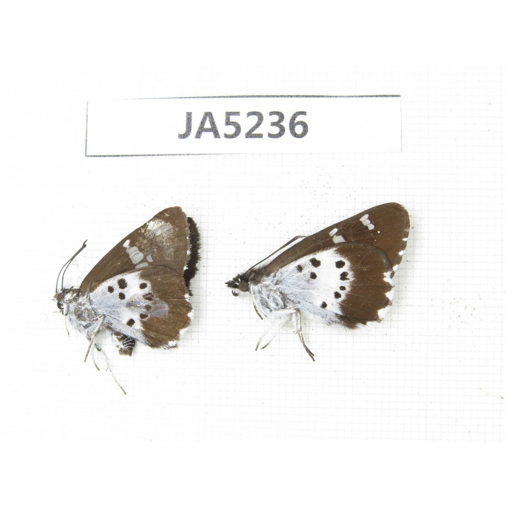 Daimio tethys. China, Sichuan, Ganzi, South slope of Mt.Gonggashan. 2M. JA5236.