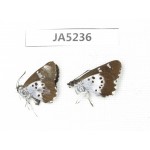 Daimio tethys. China, Sichuan, Ganzi, South slope of Mt.Gonggashan. 2M. JA5236.