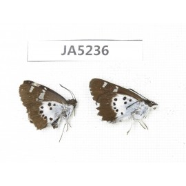 Daimio tethys. China, Sichuan, Ganzi, South slope of Mt.Gonggashan. 2M. JA5236.