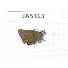 Erynnis pelias. China,  E of Tibet, Qamdo, Gongjue county. 1M. JA5313.