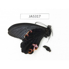 Papilio protenor ssp. China, W of Sichuan, Ganzi area, Mt.Gonggashan. 1M. JA5317.