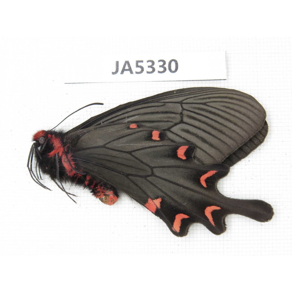 Byasa plutonius plutonius. China, W of Sichuan, Ganzi area, Mt.Gonggashan. 1M. JA5330.