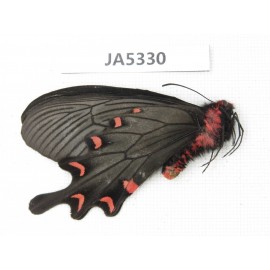 Byasa plutonius plutonius. China, W of Sichuan, Ganzi area, Mt.Gonggashan. 1M. JA5330.
