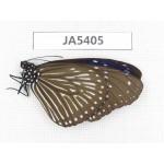 Euploea mulciber. China, Guangxi, Baise area, Pingguo county.1F. JA5405.