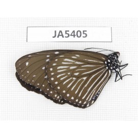 Euploea mulciber. China, Guangxi, Baise area, Pingguo county.1F. JA5405.