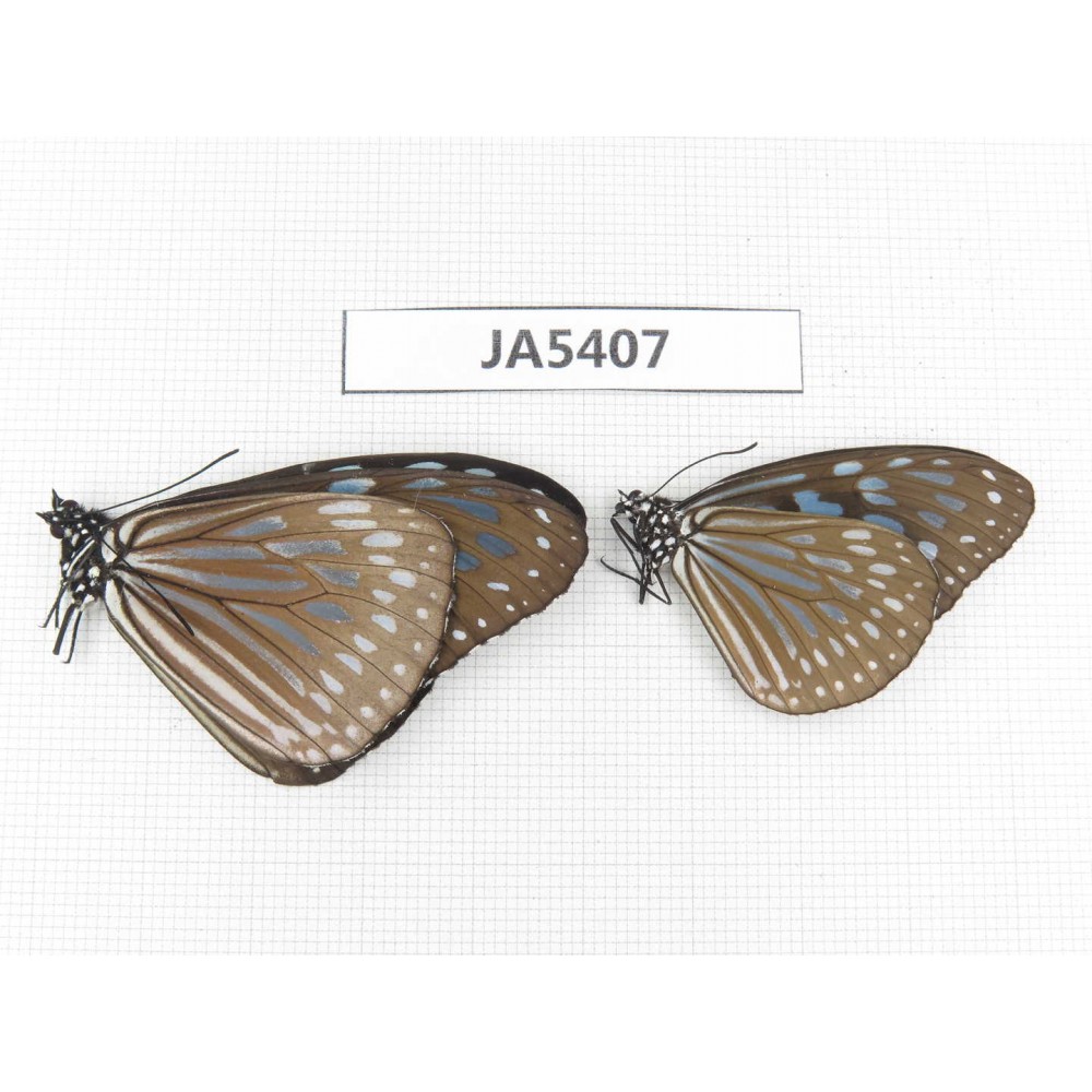 Ideopsis sp. China, Guangxi, Baise area, Pingguo county.2M. JA5407.