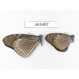 Ideopsis sp. China, Guangxi, Baise area, Pingguo county.2M. JA5407.