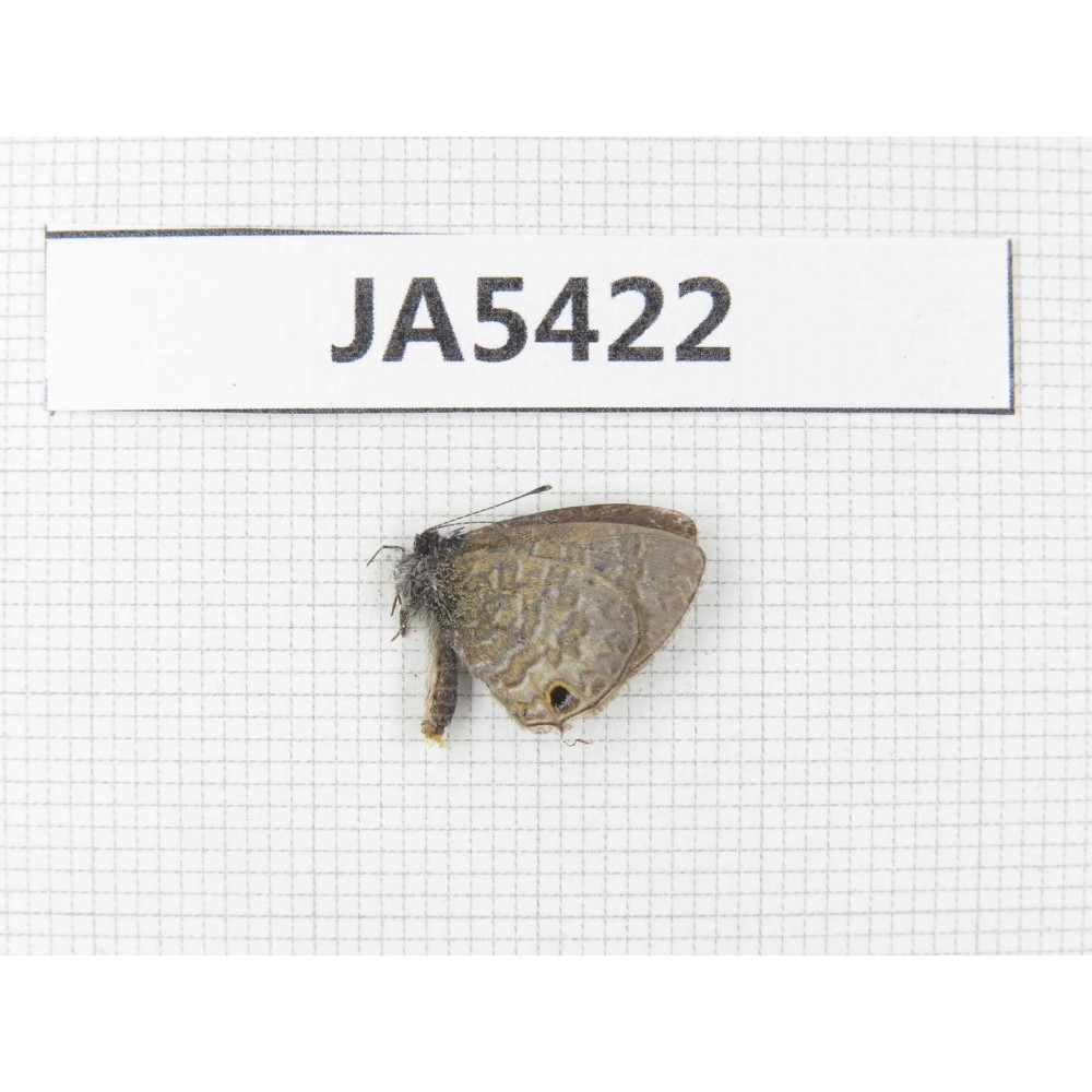 Jamides bochus. China, Guangxi, Baise area, Pingguo county. 1M. JA5422.