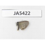 Jamides bochus. China, Guangxi, Baise area, Pingguo county. 1M. JA5422.