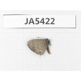 Jamides bochus. China, Guangxi, Baise area, Pingguo county. 1M. JA5422.