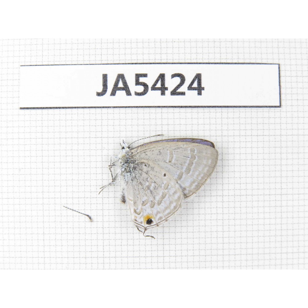 Jamides alecto. China, Guangxi, Baise area, Pingguo county. 1M. JA5424.