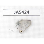 Jamides alecto. China, Guangxi, Baise area, Pingguo county. 1M. JA5424.