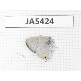 Jamides alecto. China, Guangxi, Baise area, Pingguo county. 1M. JA5424.