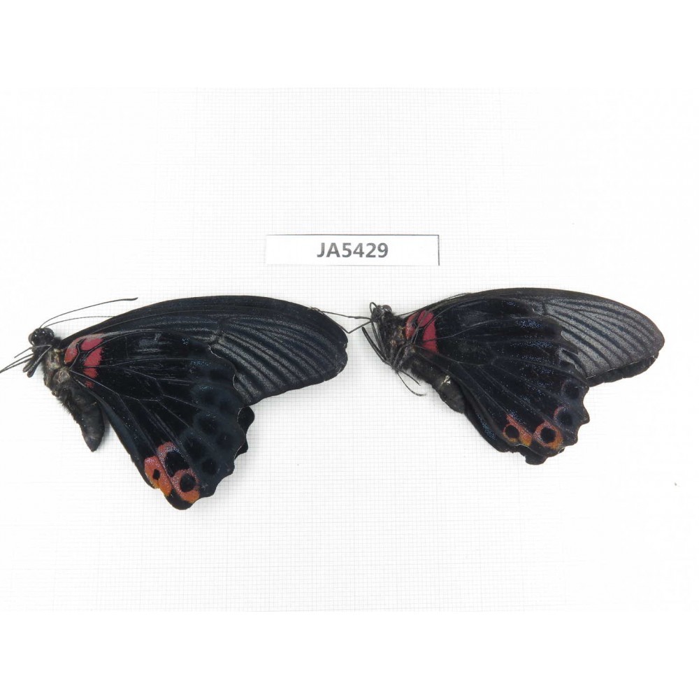 Papilio memnon ssp. China, Guangxi, Baise area, Pingguo county. 2M. JA5429.