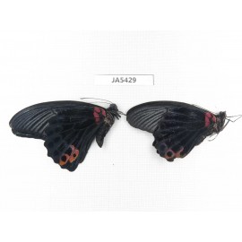 Papilio memnon ssp. China, Guangxi, Baise area, Pingguo county. 2M. JA5429.