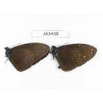 Euploea sp. China, SW of Yunnan, Dehong, Yingjiang county. 2M. JA5438.