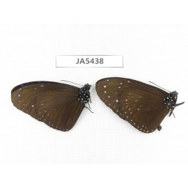 Euploea sp. China, SW of Yunnan, Dehong, Yingjiang county. 2M. JA5438.