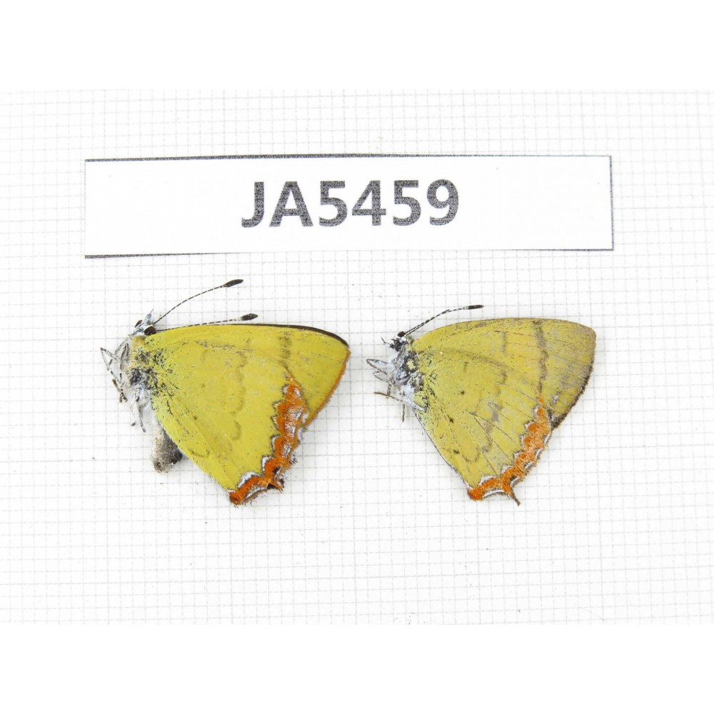 Heliophorus sp. China, Yunnan, Dali area, C of Mt.Cangshan.2M. JA5459.