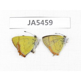 Heliophorus sp. China, Yunnan, Dali area, C of Mt.Cangshan.2M. JA5459.
