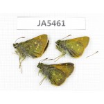 Thoressa latris. China, Yunnan, Dali, Cof Mt.Cangshan.3M. JA5461.