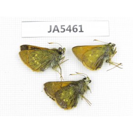 Thoressa latris. China, Yunnan, Dali, Cof Mt.Cangshan.3M. JA5461.
