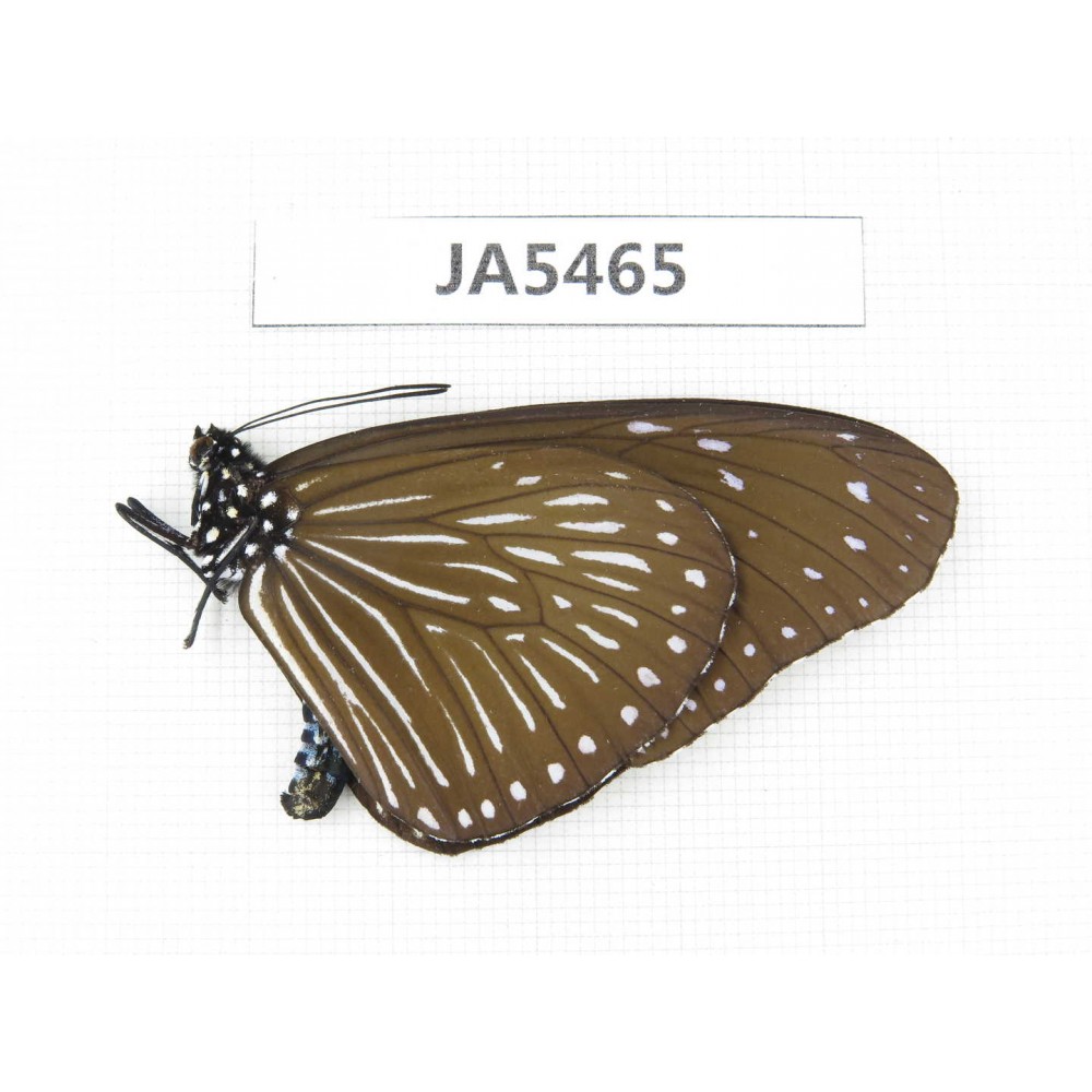 Euploea mulciber. China, W of Yunnan, Dali area, C of Mt.Cangshan. 1F. JA5465.