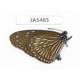 Euploea mulciber. China, W of Yunnan, Dali area, C of Mt.Cangshan. 1F. JA5465.