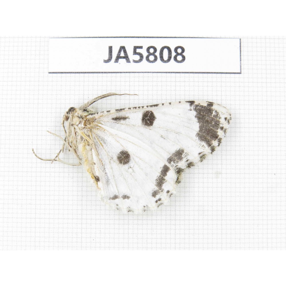 Geometridae sp. China, W of Yunnan, Dali area, S of Mt. Cangshan. 1Pcs. JA5808.